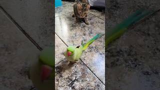 Un loro y un gato #shortvideo #animals #cat #parrot