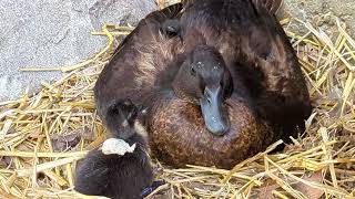 Newly Hatched Call Duck Babies and Mom