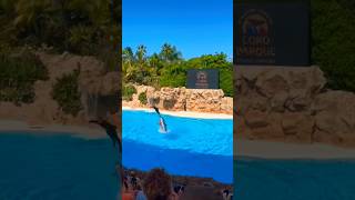 Dolphin show Loro Parque Tenerife #shortvideo #funnyanimal #animals #dolphin