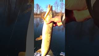 Рыбалка на балансир. Щука рвет леску #рыбалка  #fishing #pike #shorts