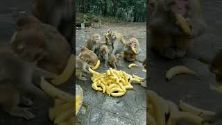 Monkey steals banana.