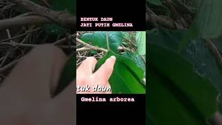 BENTUK DAUN POHON GMELINA (Gmelina Arborea)