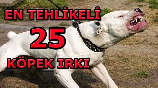 DÜNYA'NIN EN TEHLİKELİ 25 KÖPEK IRKI !