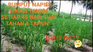 Jana Pendapatan Dengan Rumput Napier