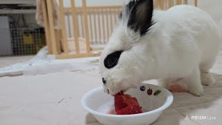 5월5일 토린이 딸기🍓 조금 라이브🐰