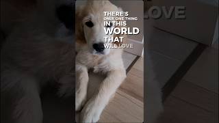 Golden Retriever KaVa - najlepsza przyjaciółka #goldenretriever #piesterapeuta #bestfriend