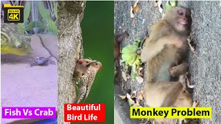 Fish Vs Crab Snake bite Monkey Amazing Beautiful Bird Animal Theater