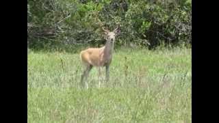 Odocoileus virginianus (White-tailed Deer)