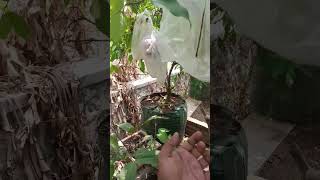 Tambulampot Jambu Air Berbuah Lebat‼️#shorts #viral #petanimuda #jambuair #berbuahlebat #trending