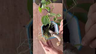 Plants #gardening #plants #gardenlove #viralvideo #plantpropagation #planting #report