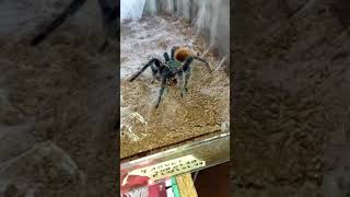 🕷️ Chromatopelma cyaneopubescens #tarantula  Feeding #vogelspinnen #tarantulafeeding #shorts