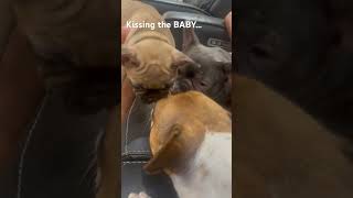 My frenchies are affectionate with their babies. #dogs #frenchbulldog #babies #family #kid #viral