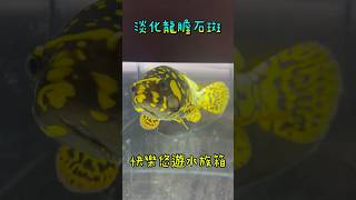 淡化龍膽石斑