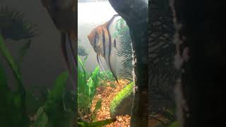 Angelfish guarding babies