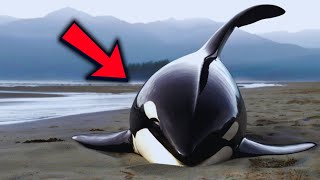 INCREDIBILE SALVATAGGIO DI UN'ORCA SPIAGGIATA NELLA SPIAGGIA OCEANICA