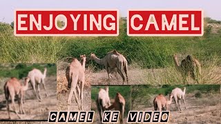 Camel beautiful video.#youtubevideo #notification #thumbnail #youtubeshort