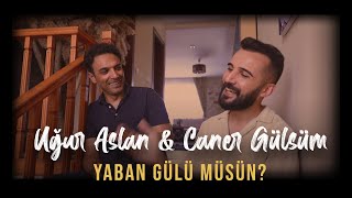 UĞUR ASLAN  feat  CANER GÜLSÜM - YABAN GÜLÜ MÜSÜN ? #uguraslan #canergulsum