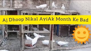 Aj Dhup Nikal Ay Hai Ek Month Ke Bad Mashallah || M Asad Birds || #MAsadBirds #Pigeon #Kabutar