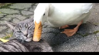 Cat vs Duck #shorts