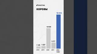 Этот кыргызский товар скупают в других странах