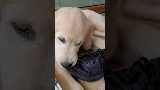 Golden Retriever przyłapany na gorącym uczynku #goldenretriever #adidas #puppy #szczeniak