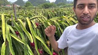 Dragon fruit in China / Beautiful China/ Study in China