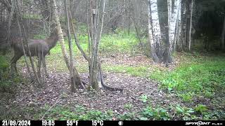 Young red deer stag looking for salt!