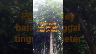 ready Pohon pulay batang tunggal tinggi 3/4m..harga 850ribu siap kirim Jabodetabek