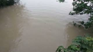 Flood Pt-6, in (Cachar District) Sibpur, Kalabil (31-05-2024, 6.pm) (Water level falling down)