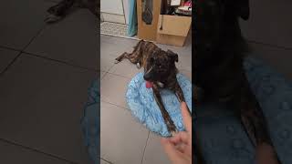 Yerloa Cama Refrescante Perro, Alfombra Refrescante Perros y Gatos Mejorada