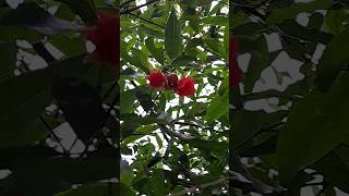 ডালিম ফুলের ঘোমটা ##shorts #video #fruit #garden