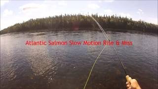 Atlantic Salmon Slow Motion Rise & Miss