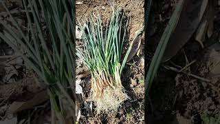 How To Grow Leeks in My Garden || Panen Daun Bawang Untuk Ditanam Lagii