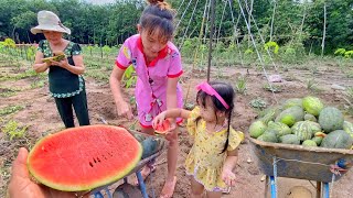 Hái Dưa Hấu Ăn Tại Rẫy Vừa Giòn Vừa Ngọt Ăn Mê Luôn / Go pick watermelons and eat at the garden