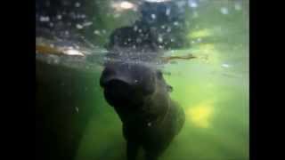 GoPro: Pygmy Hippopotamus