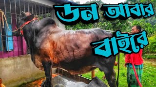 আমার বড় গরুটা আবার বাইরে || Purbasha Agro