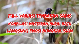 Variasi Jenis Tembakan Kasar Murai Batu‼#muraibatulampung#muraibatuwaykambas #muraibatuindonesia