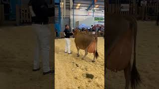 Cattle show of high milking cows #cow #show #cattle #shortvideo #milking #milkingcowhandgircow