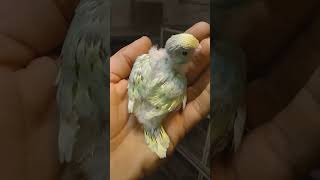 Smart and lovely little budgies #part-1