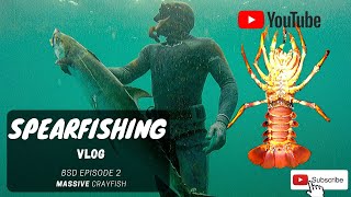 MASSIVE CRAYFISH | BSV: South African Spearfishing VLOG ep2