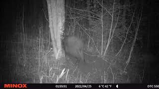 Big, Fat Wildboar Male Scratching Pine Tar