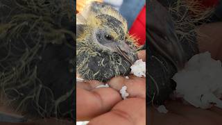 Feeding baby pigeon 🐦 #youtubeshorts #pigeons #birds #pigeonlover