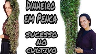 Dinheiro em Penca # Dicas de Cultivo # Planta Pendente