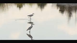 The Beauty of Egreta Albă: A Wildlife Photography Journey