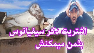 اشتريت دكر سيفيانوس بثمن ميمكنش دكر خينيسي تشافا الحمد لله 😍 طلقت الحمام الزاجل طارو توليعة فالدكور