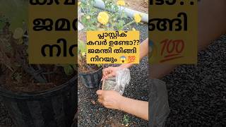 പ്ലാസ്റ്റിക് കവർ മതി ജമന്തി തിങ്ങി നിറയും /poppy vlogs