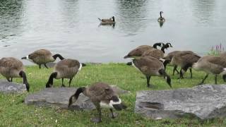 2016 July 10, Outardes-Geese, Valleyfield, QC, Canada