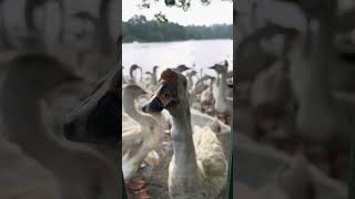 Beautiful duck 🦢 video #ytshorts #wildlife #duck #lakeview #travel #nature #birdwatching #birds