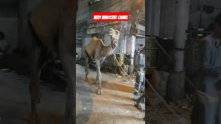 innocent camel🐪🥰#youtubeshorts #viralvideo #viralshort #shorts