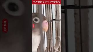 Glimpses of Lovebirds | Secret Stories of Lovebirds | @FLAME-U Music, Society & Life |